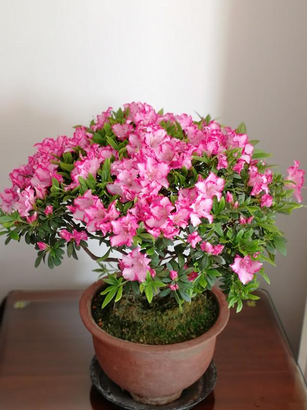 你听说过"南花北养"吗?这是套路,死亡率高达90%,根本养不活