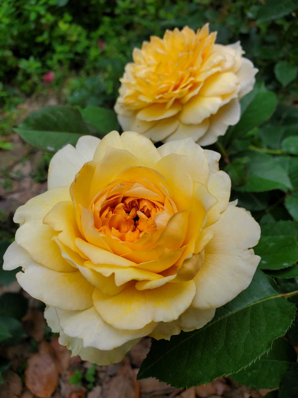 阳光古董月季的优缺点,你都知道吗?