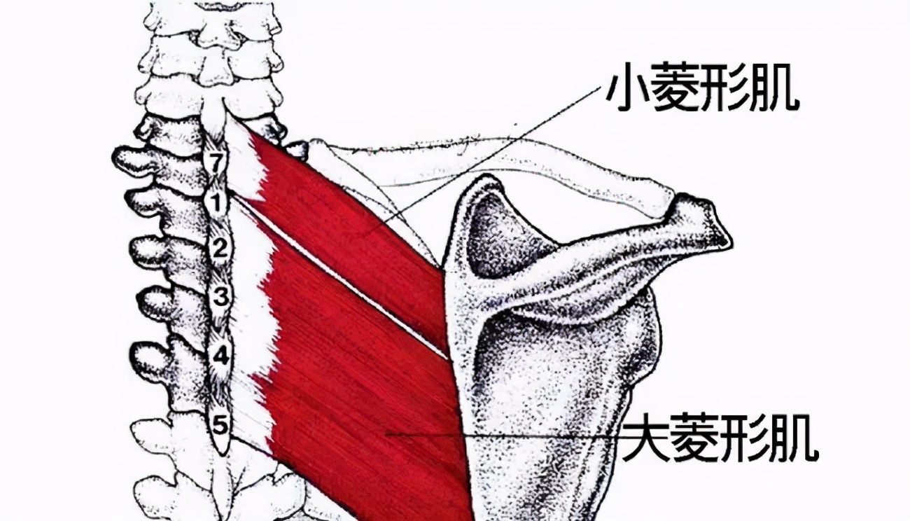 牛的菱形肌图片