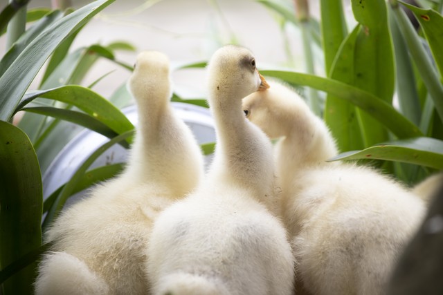 鹅苗分公母的简单方法