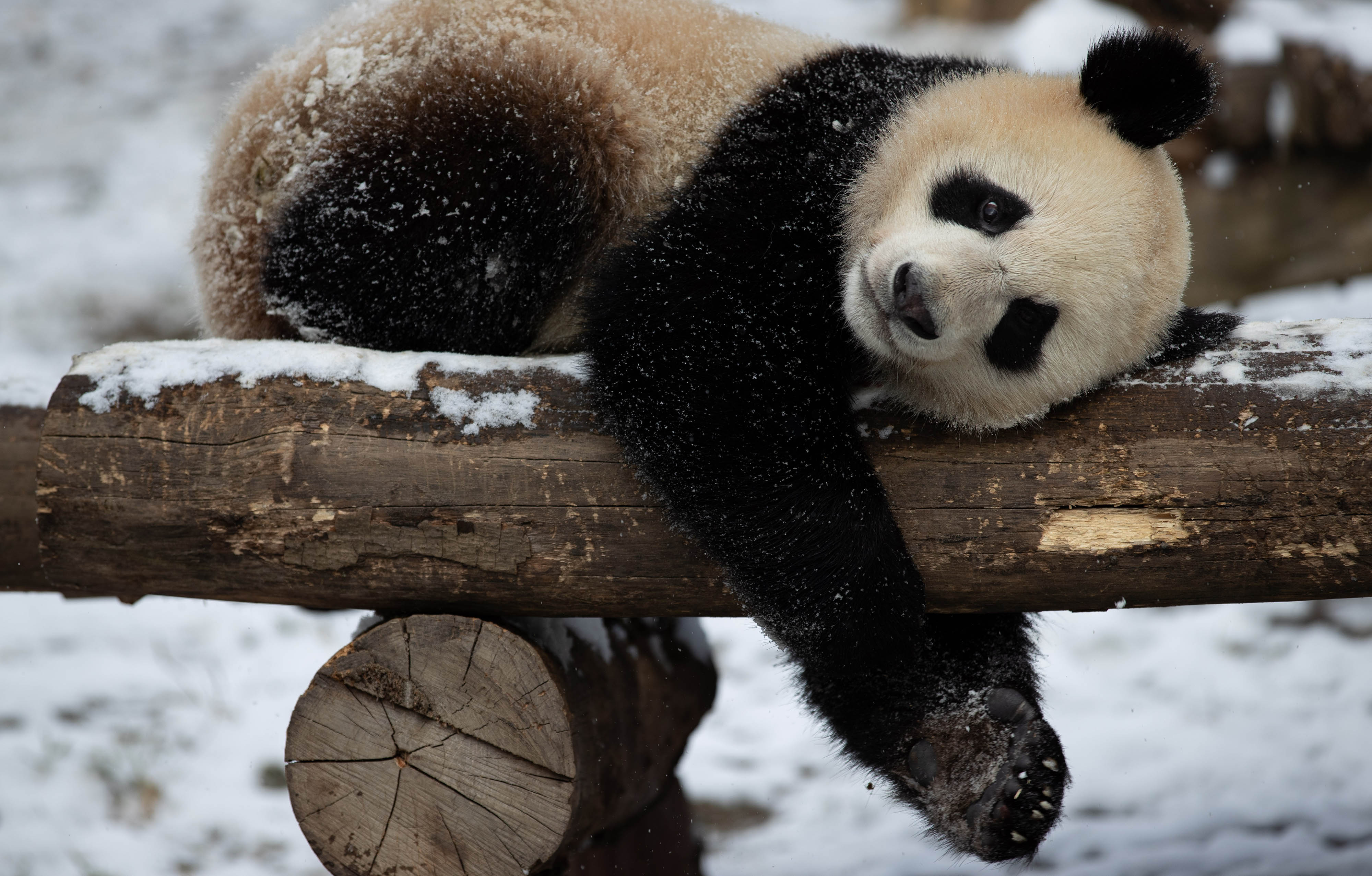 大熊猫下雪图片