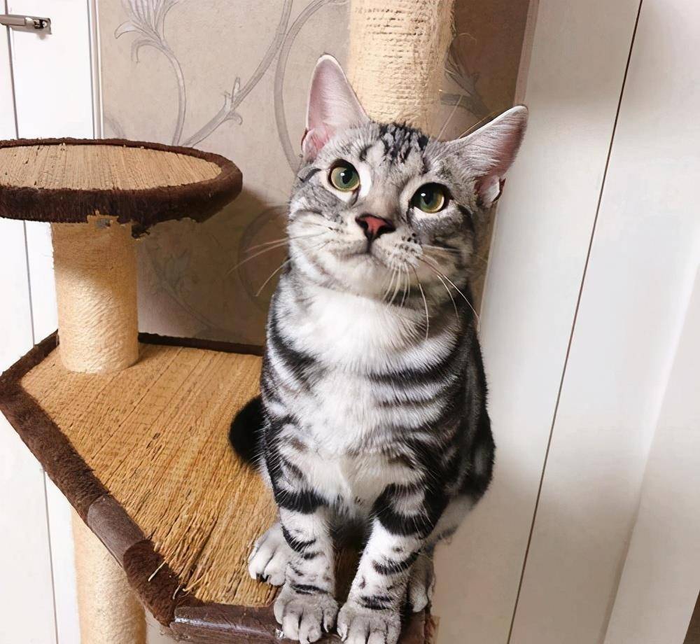 "狸花猫"vs"美短猫"谁更好?不养不知道,差别甚大!