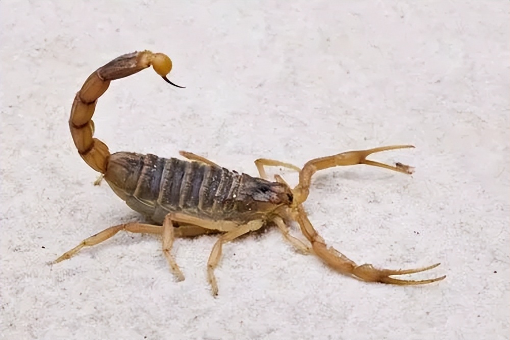 壁虎是益虫,为什么却被人称为"五毒"之一?它"毒"在哪?