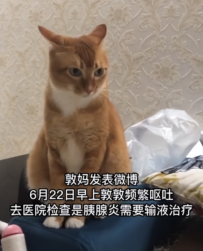 "网红猫敦敦"去世!年仅6岁让全网都破防,就医视频却惊现疑点