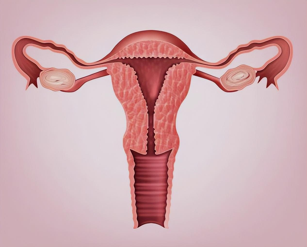 多大年龄子宫会萎缩,子宫萎缩对身体有什么影响?