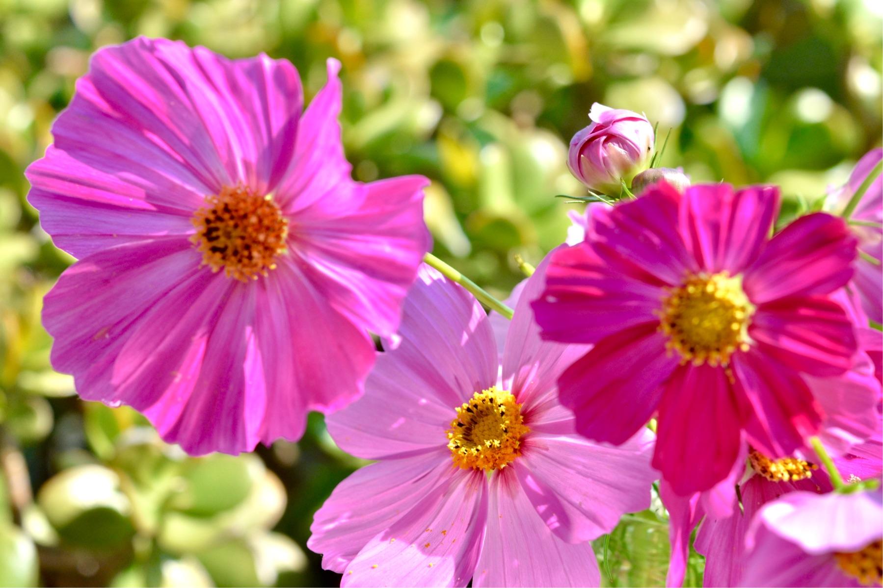 路边绿化紫色的花叫什么花