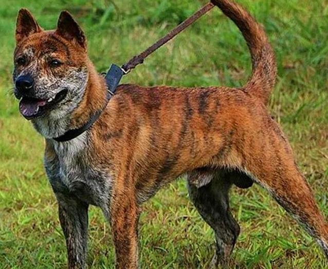 国内最出色的几种猎犬,养到就是赚到!