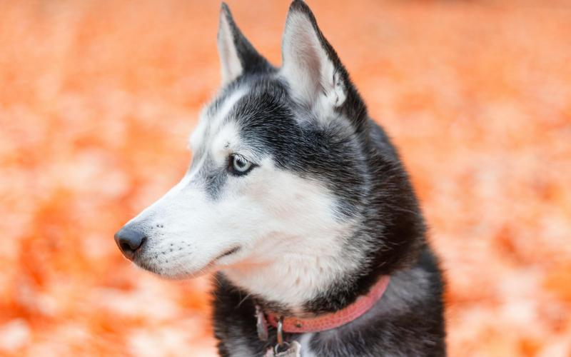 二哈到底笨不笨?这几点告诉你真相!