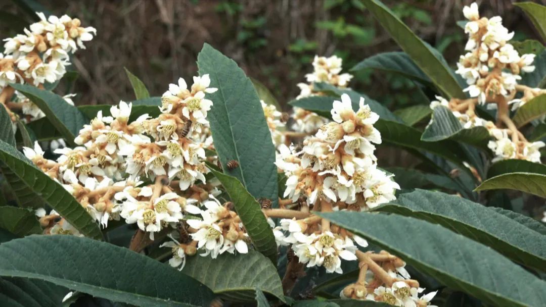 永兴街道玉笋村:枇杷开花季 蜜蜂采蜜忙