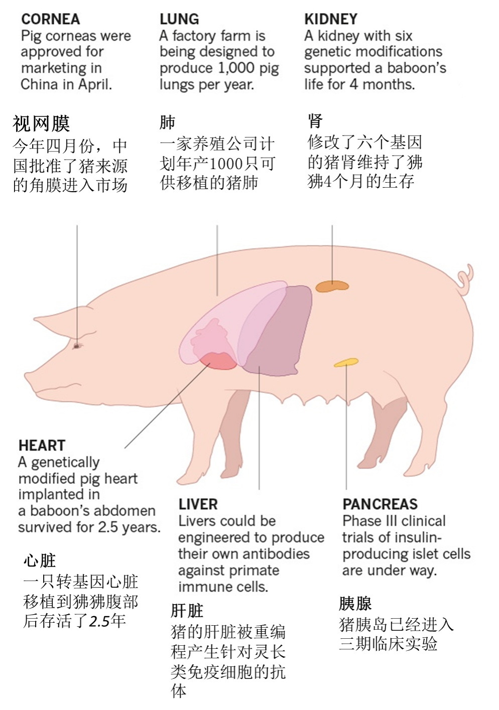 猪心脏位置图图片