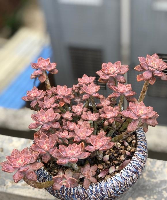 判断"水货"多肉!叶子越大,越肥,越不要买,容易化水