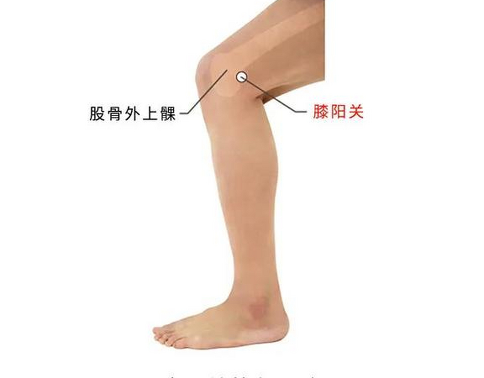 胆经上膝阳关穴的重要性 胆经上的膝阳关穴位于膝盖上方的骨头上