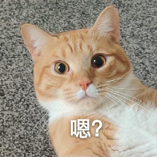 告诉你一个秘密:养猫,一定要养公的!