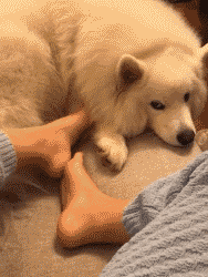 女生喜欢养"大狗",无非是这几个原因!