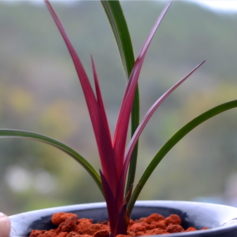 建兰红草红荷,独特而罕见,花红叶美,兰香四溢,兰韵十足