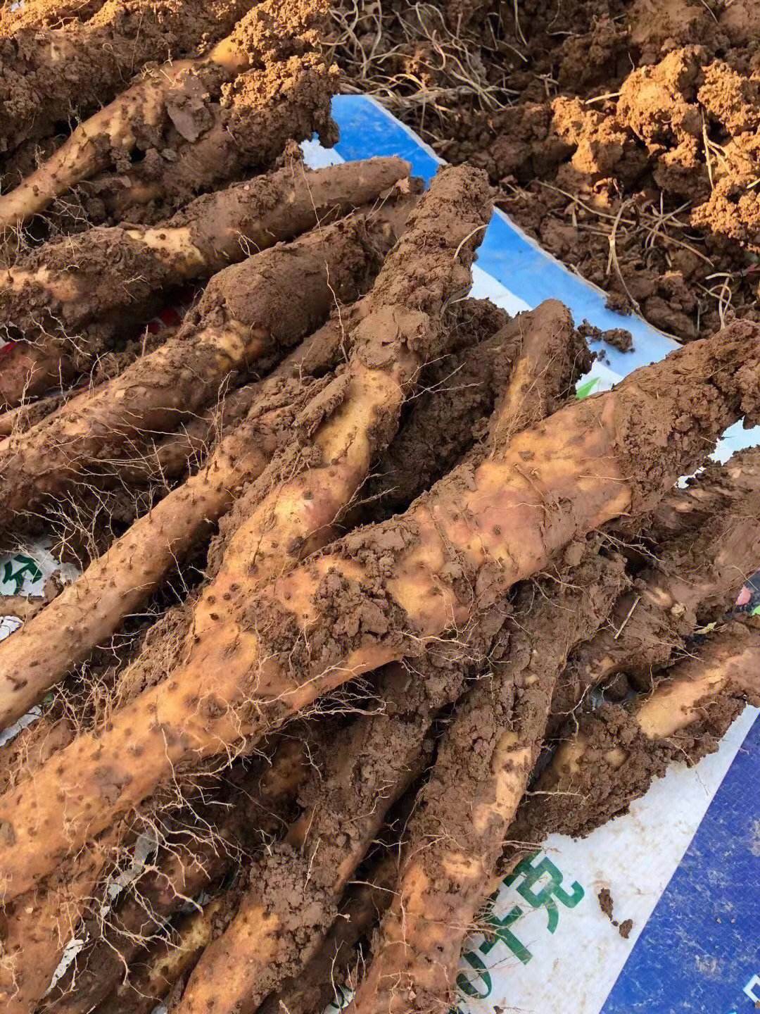 温县垆土地铁棍山药多次上央视,产地河南温县,药食同源营养丰富