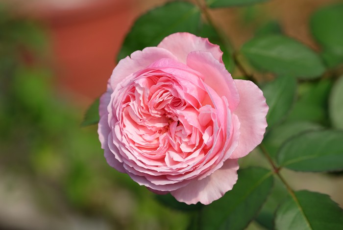 凯拉月季和凯丽月季