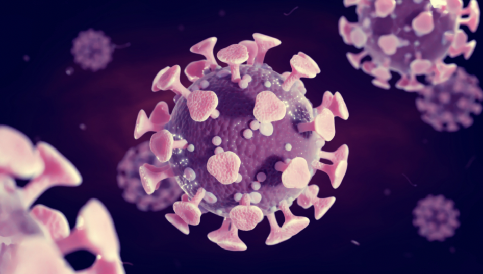 一例猫杯状病毒感染的病例报告