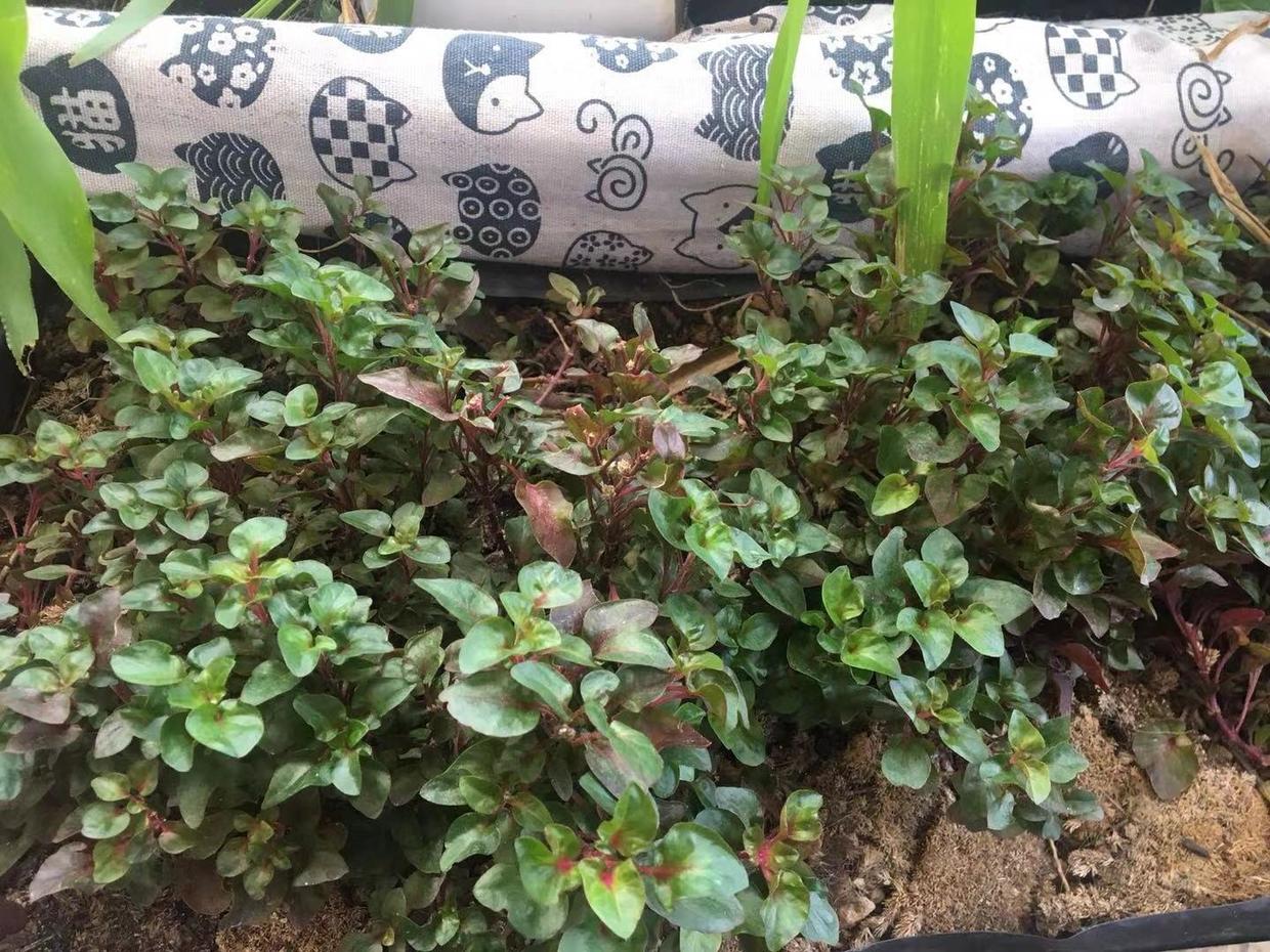 有机养生菜,阳台种一次,持续吃多年的蔬菜,台湾枸杞菜