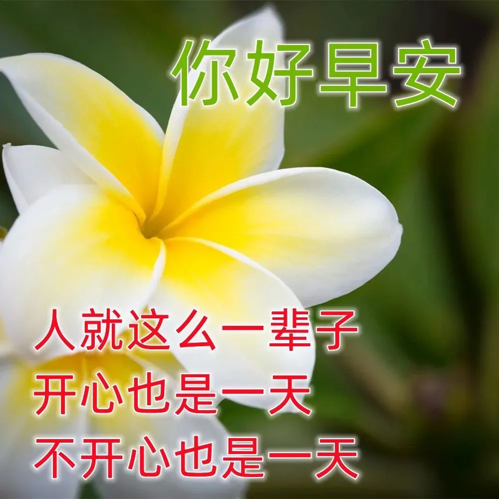 早上好清新鲜花图片