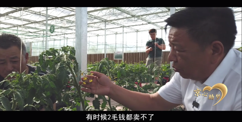 |科技站长的金果子，让张家口农民脱贫致富