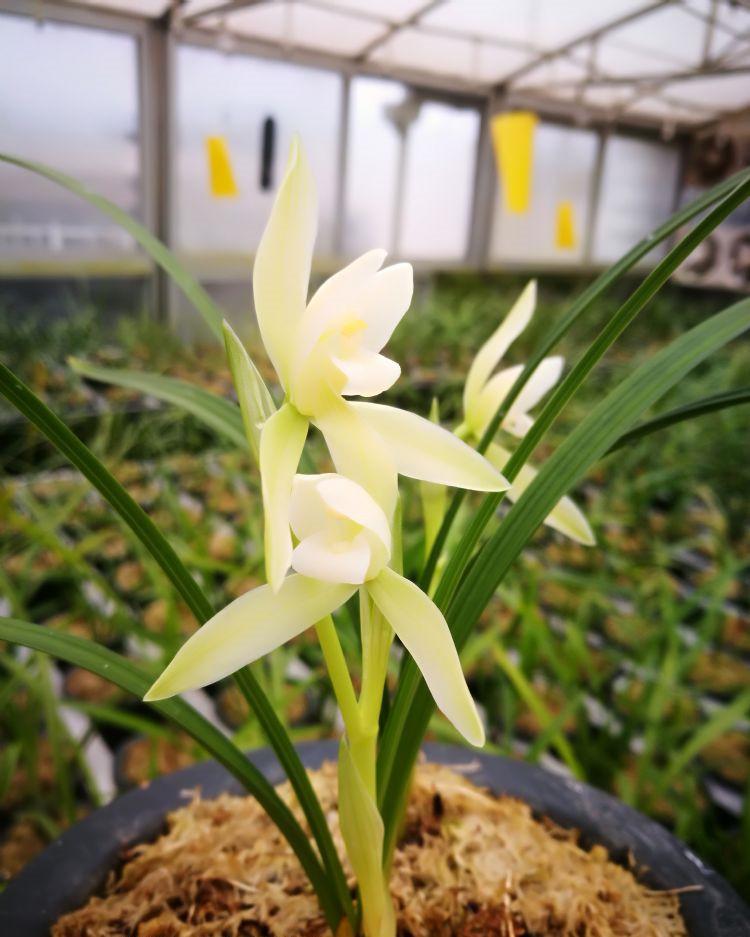 它是春兰素花铭品——雪影,花色洁白,高贵优雅,兰香四溢