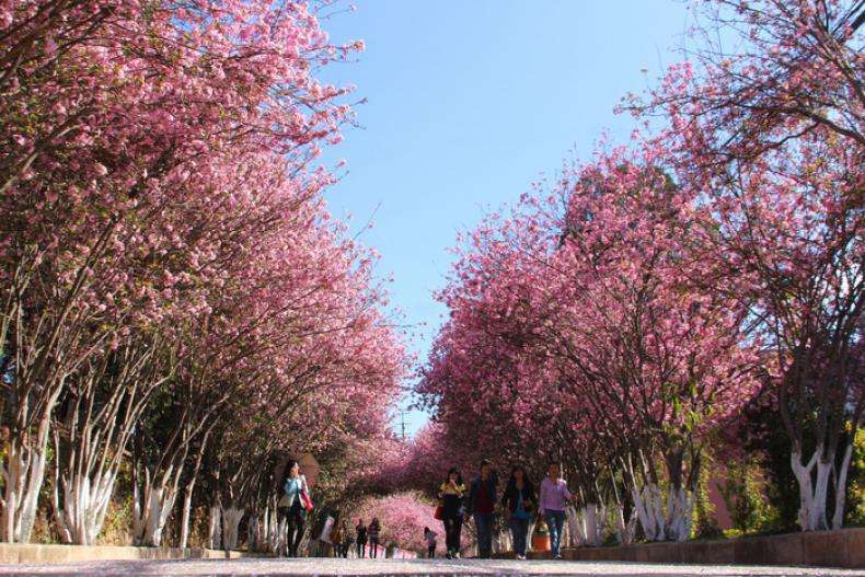 云南高校——楚雄师范学院