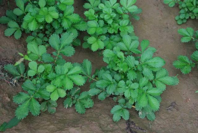 农村常见的龙牙草,叶子像蛇莓,别名仙鹤草,有防癌功效