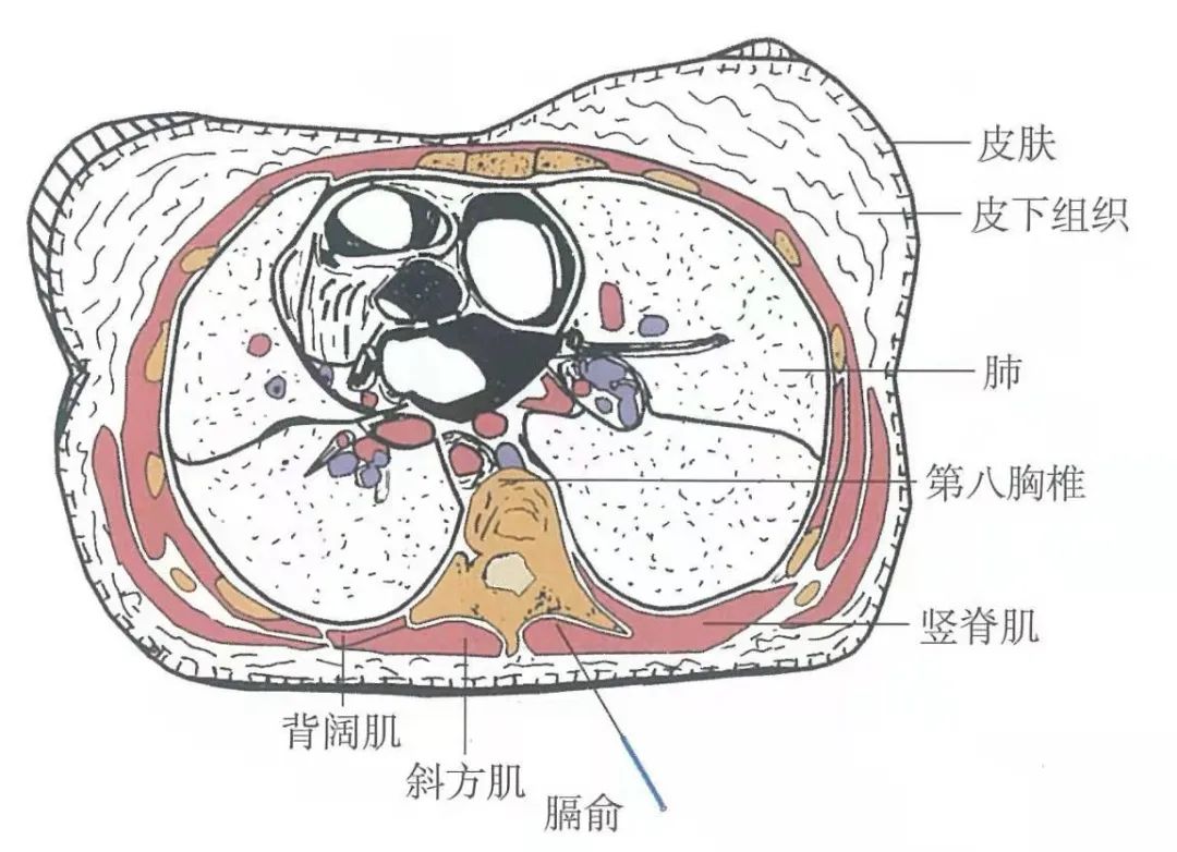 穴位知识:膈俞,血之会,治上半身之血证,多用灸法