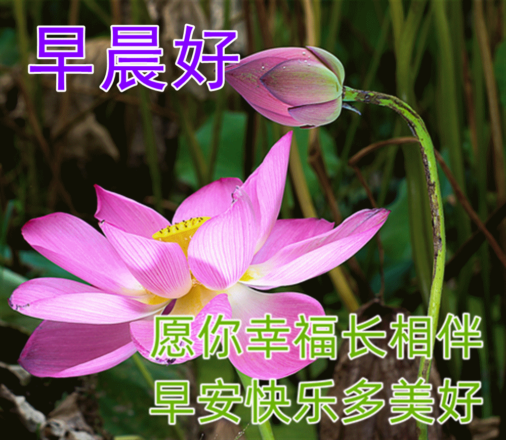 清晨充满阳光的早上好问候语,最新版漂亮的早安祝福语表情图片