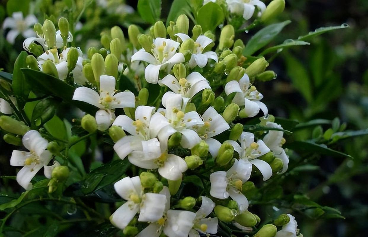 "香水皇后"在阳台放两盆,可以净化空气,关键是适合新手