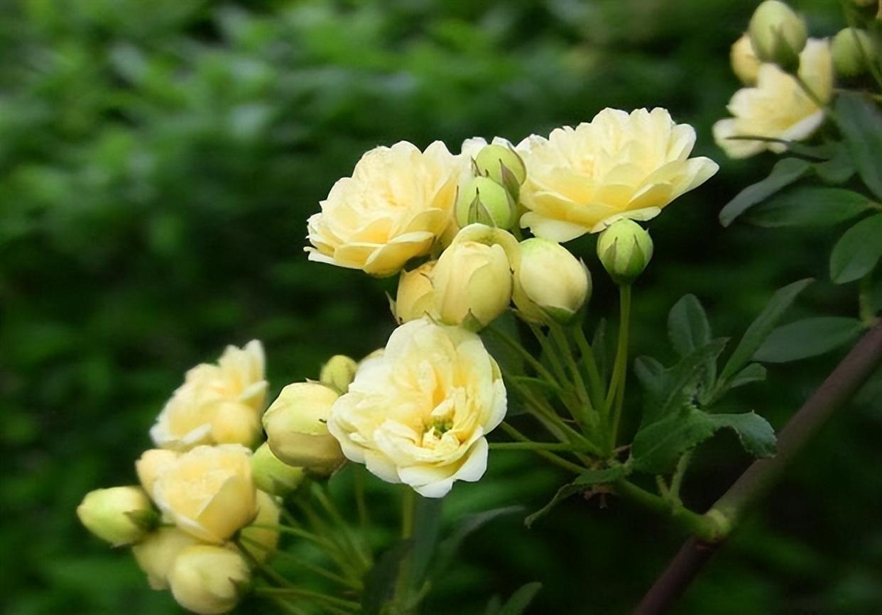 木香花图片高清图片