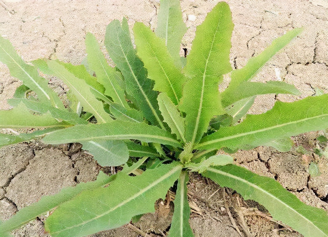 苦荬菜又叫凉麻菜,最初是一种野生植物,后来经人工优选成为一种优质青