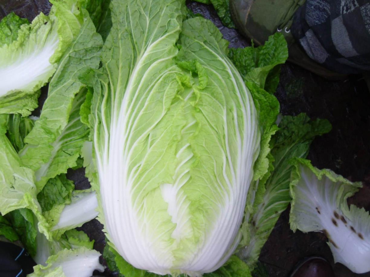 想要栽培好春白菜,就要掌握正确的方法以及时间,以免造成损失