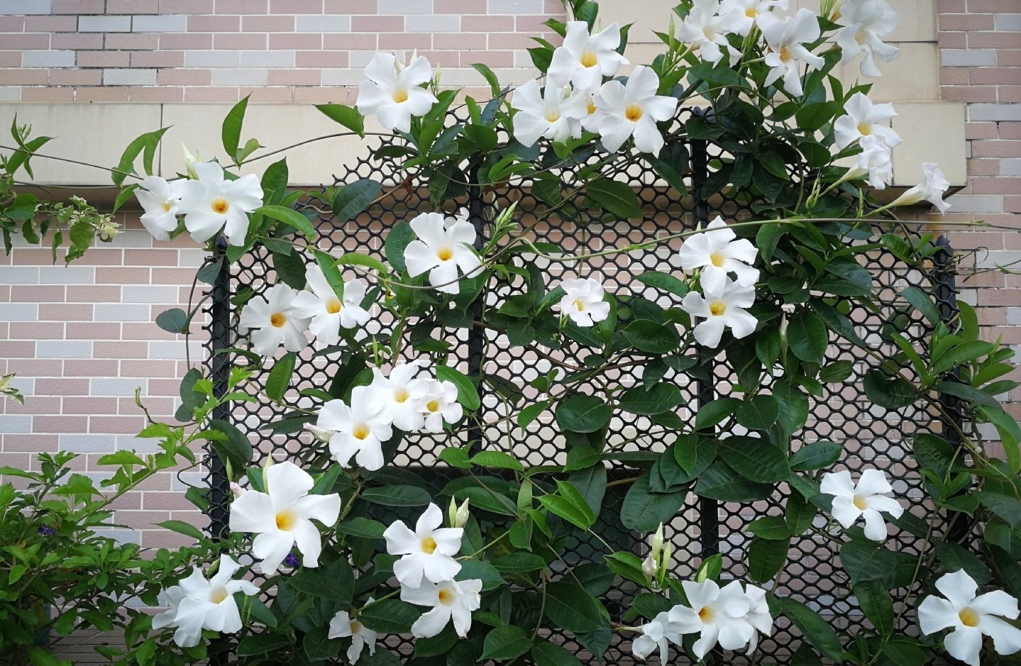 春天养花,养棵"双腺藤"吧,花量丰沛,小阳台也开成花瀑布