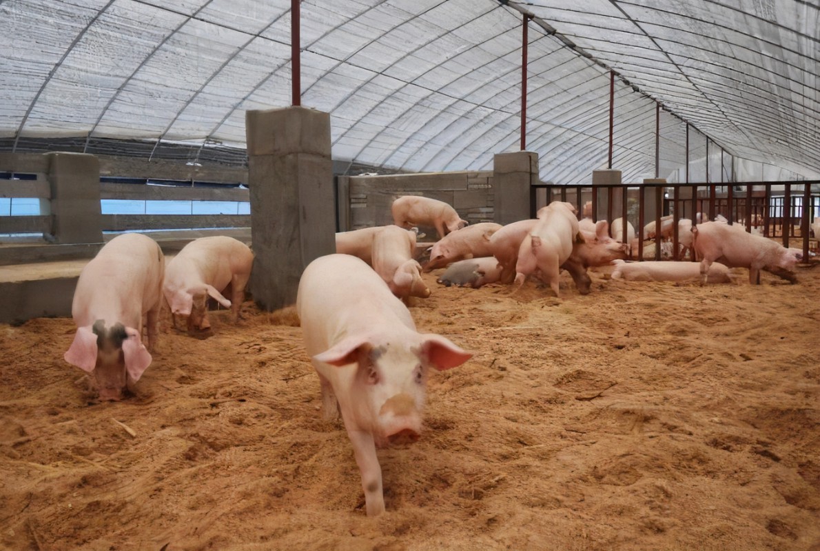 猪都是吃激素长大的?猪肉吃多了对身体有害,甚至致癌?