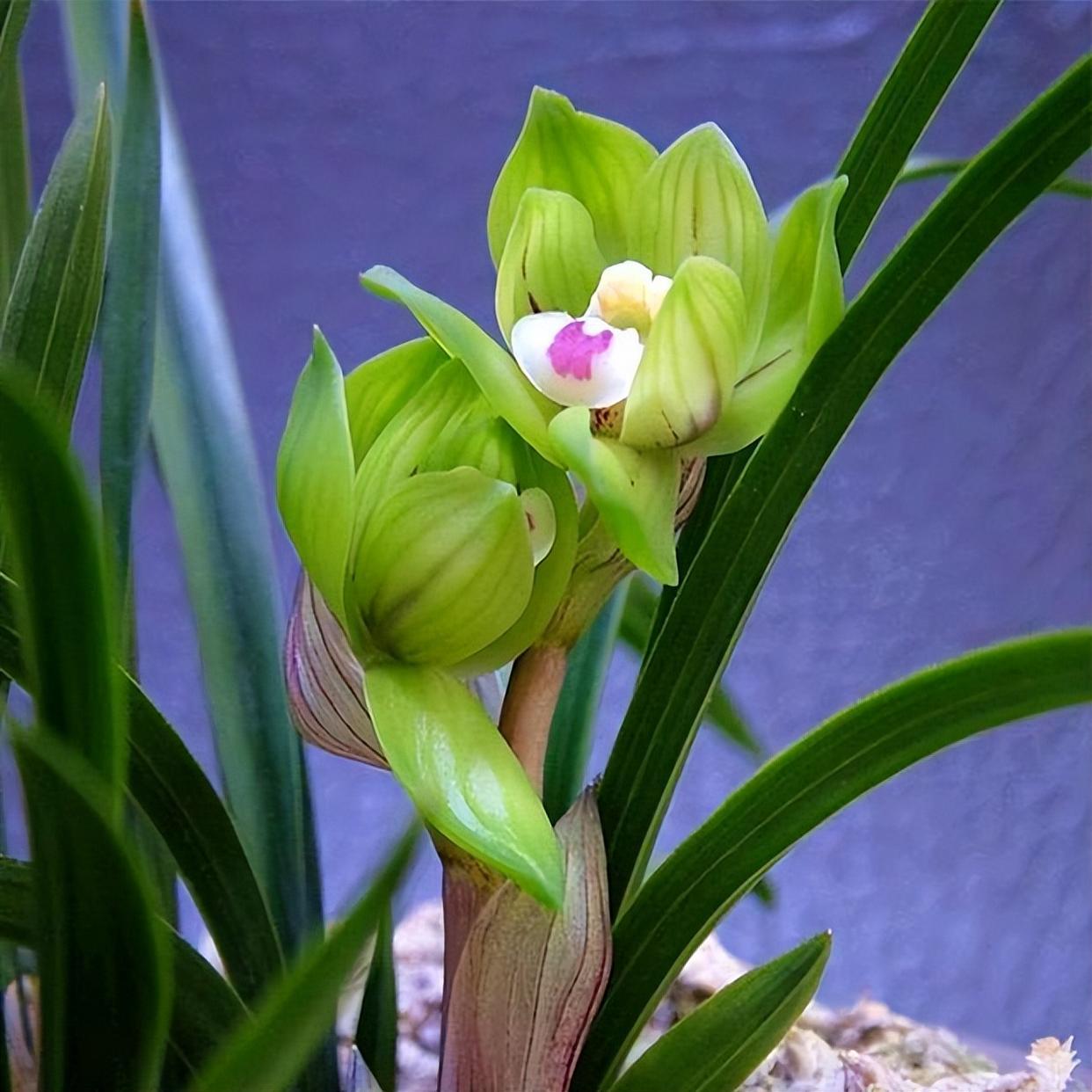 春兰皇后绿云,曾经的天价兰花,如今少抽一包烟就能够养一盆