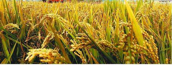 稻像什么的句子(描写稻子的句子有哪些)