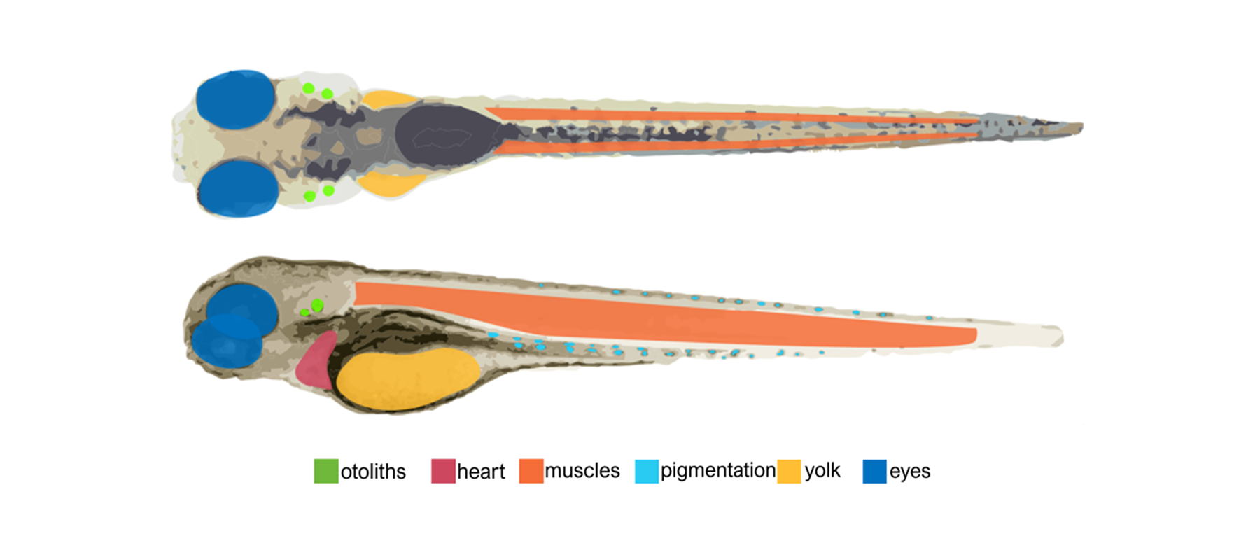 斑马鱼在短波红外波段血管成像作为心血管系统发育长期研究的工具
