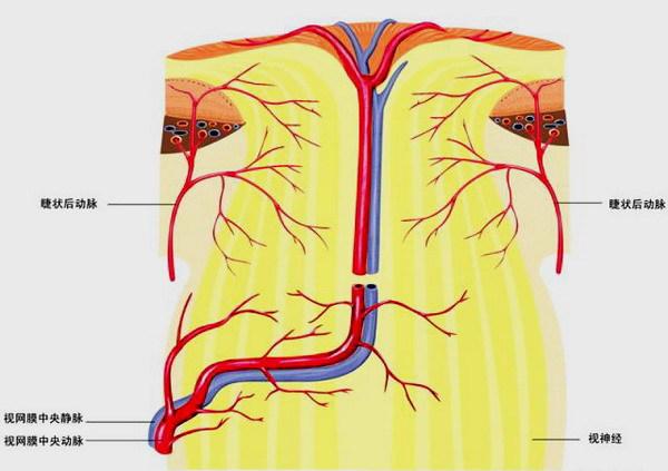 睫状后长动脉图片