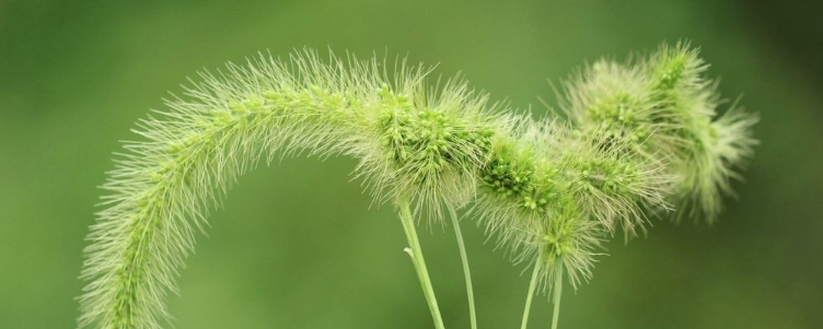 提摩西草狗尾巴草图片