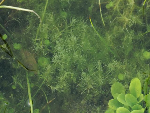 淡水藻类植物有哪些