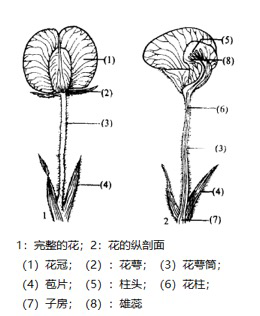 花生的结构解剖图图片