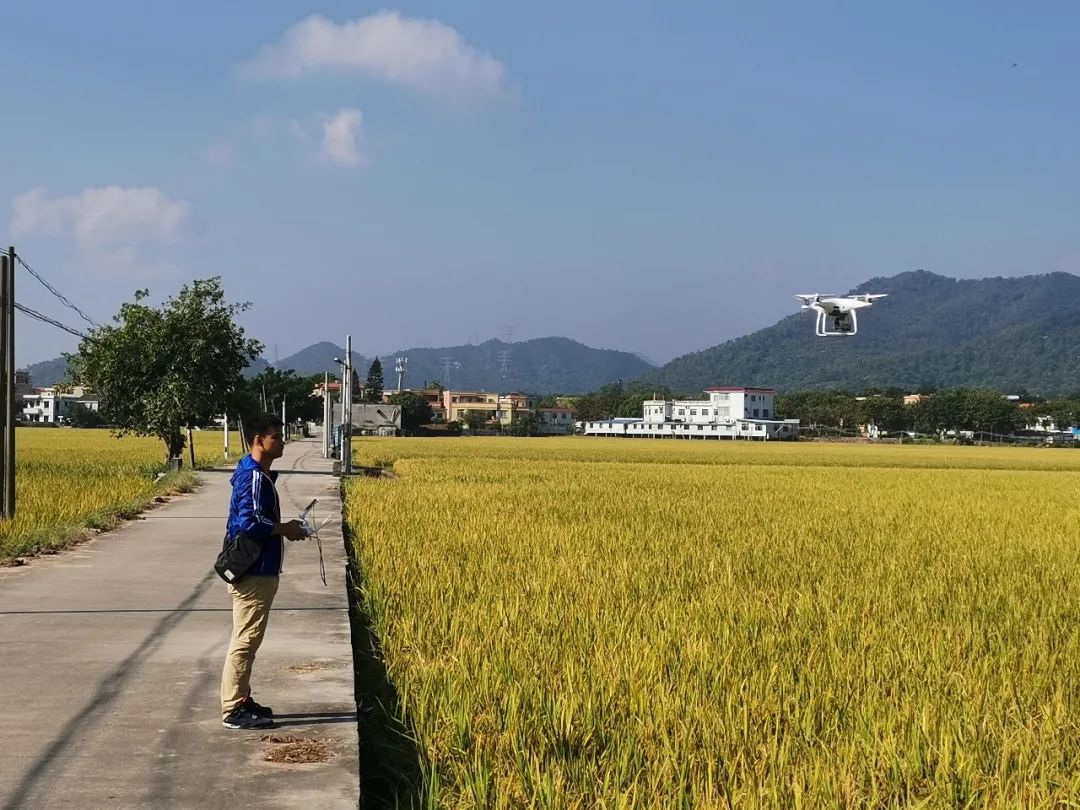 深圳钟哥水稻图片