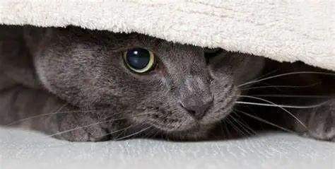 猫咪对这五个东西尤其害怕,看完就知道了,猫咪害怕的原因
