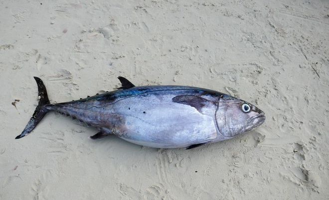 海鱼的品种大全及名字,看看你吃过有多少种?