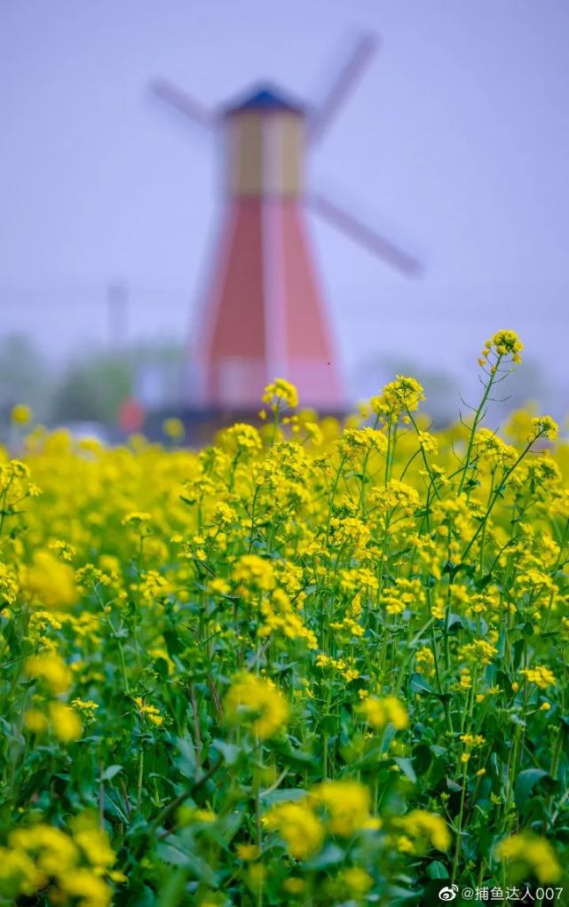 济南的春天来了