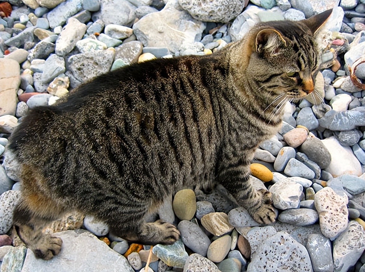 世界之大无奇不有,独特的无尾猫——马恩岛猫!