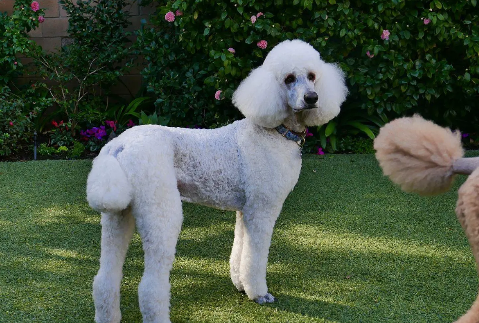 "巨贵"纯不纯,从这3点判断,很多人买的是"串的"