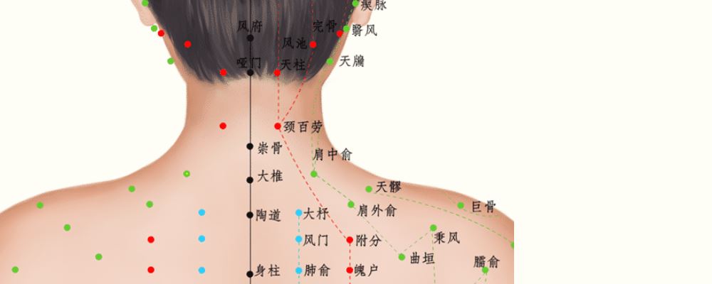 颈部穴位分布